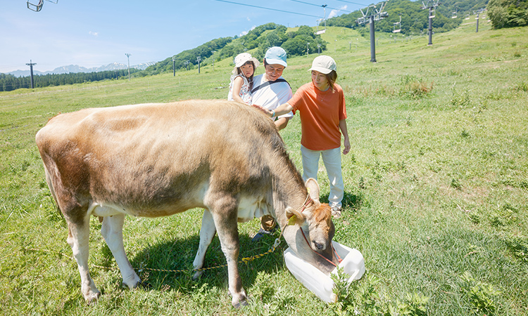 白馬乗鞍ゲレンデ牧場の画像