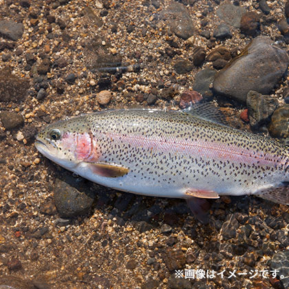 川魚のつかみどり体験の画像