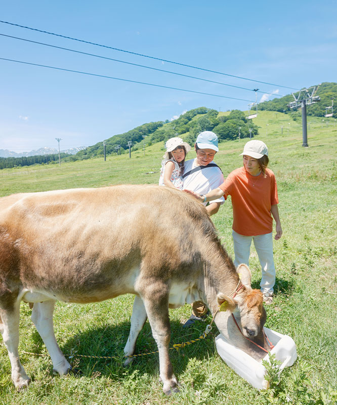 白馬乗鞍ゲレンデ牧場の画像