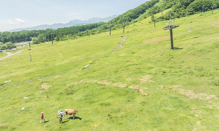 白馬乗鞍ゲレンデ牧場の画像