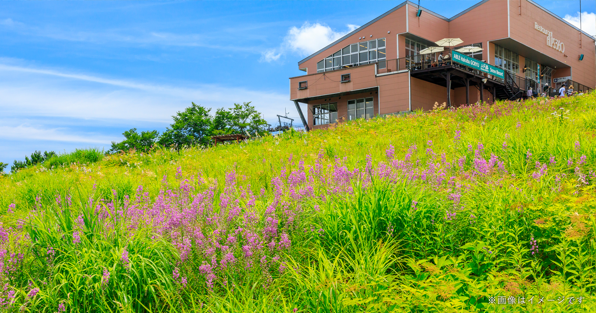 Hakuba Goryu Alpine Botanical Garden